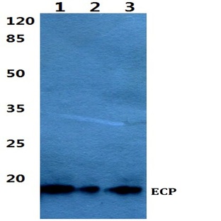 ECP (V151) pAb