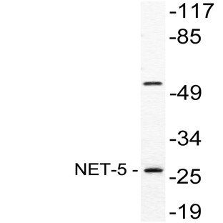 NET5 (E121) pAb