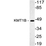 KMT1B (H150) pAb