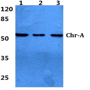 Chr-A (G360) pAb