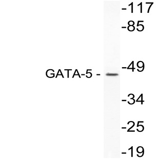 GATA-5 (K293) pAb