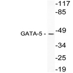 GATA-5 (K293) pAb