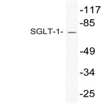 SGLT-1 (D574) pAb