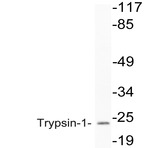 Trypsin-1 (M109) pAb