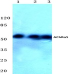 AChR(alpha)5 (N215) pAb