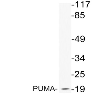 PUMA (R169) pAb