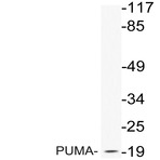 PUMA (R169) pAb