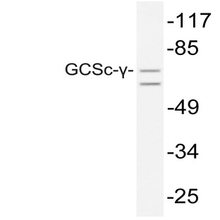 GCSc-(gamma) (E315) pAb