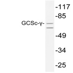 GCSc-(gamma) (E315) pAb