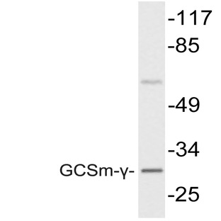 GCSm-(gamma) (V91) pAb