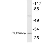 GCSm-(gamma) (V91) pAb