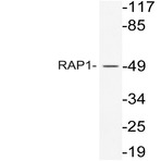 RAP1 (K252) pAb