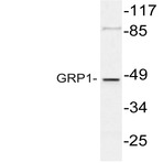 GRP1 (K400) pAb