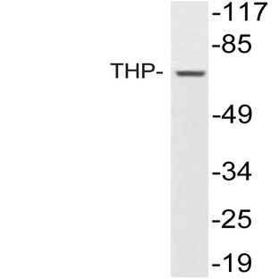 THP (V378) pAb