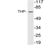 THP (V378) pAb