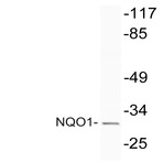 NQO1 (F252) pAb