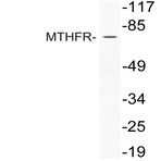 MTHFR (R363) pAb