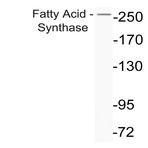 Fatty Acid Synthase (P1527) pAb