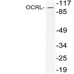 OCRL (Q199) pAb