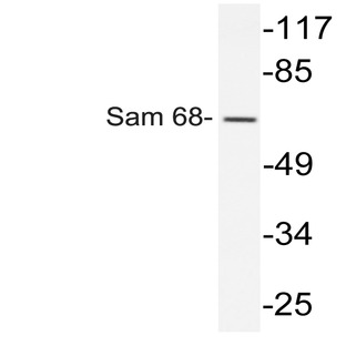 Sam 68 (Y145) pAb