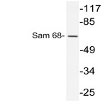 Sam 68 (Y145) pAb