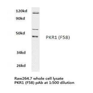 PKR1 (F58) pAb