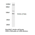 PKR1 (F58) pAb