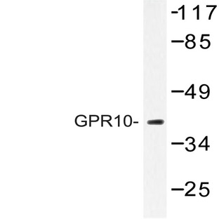 GPR10 (Q223) pAb