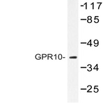 GPR10 (Q223) pAb