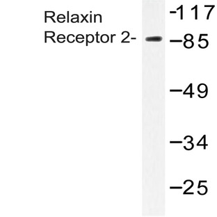 Relaxin Receptor 2 (L152) pAb