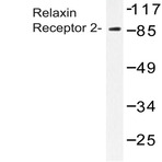 Relaxin Receptor 2 (L152) pAb