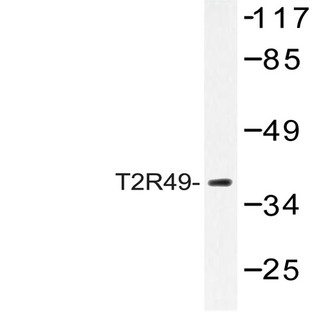 T2R49 (V129) pAb