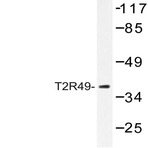 T2R49 (V129) pAb