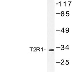 T2R1 (D45) pAb