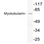 Myotubularin (Y290) pAb