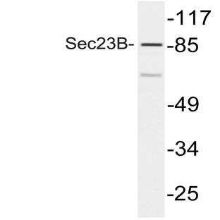 Sec23B (V544) pAb