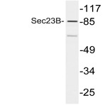 Sec23B (V544) pAb