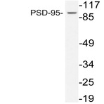 PSD-95 (L302) pAb