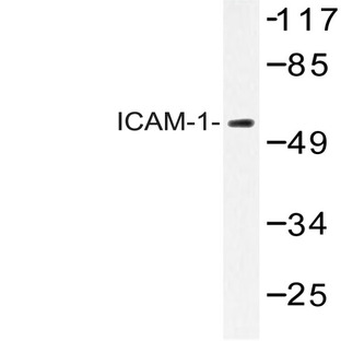 ICAM-1 (Q506) pAb