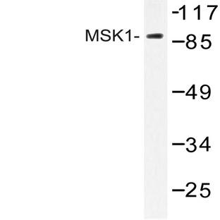 MSK1 (K370) pAb