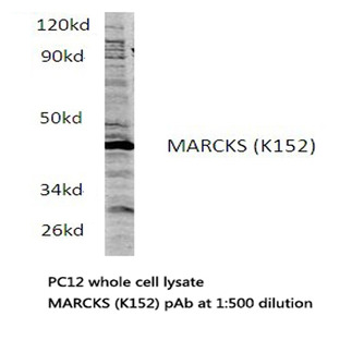 MARCKS (K152) pAb