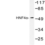 HNF4(alpha) (K307) pAb