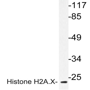 Histone H2A.X (S130) pAb