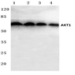 AKT1 (P125) pAb