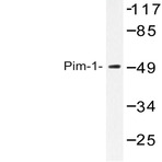 Pim-1 (I302) pAb