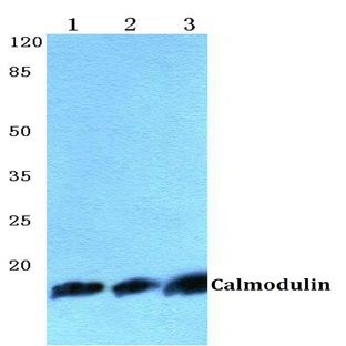 Calmodulin (K75) pAb