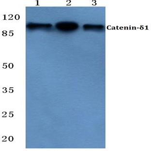 Catenin-(delta)1 (G224) pAb