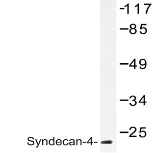 Syndecan-4 (K175) pAb