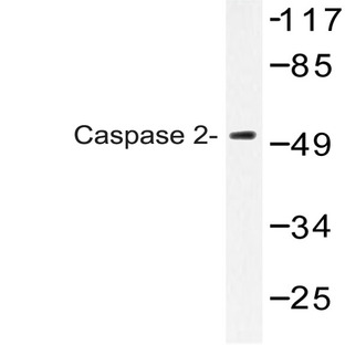 Caspase 2 (K152) pAb