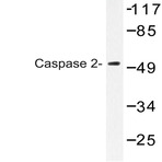 Caspase 2 (K152) pAb